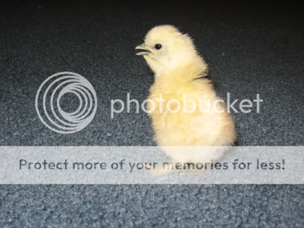 IMG_0136.jpg