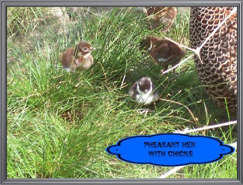 pheasantchicks007.jpg