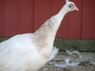 birds168.jpg