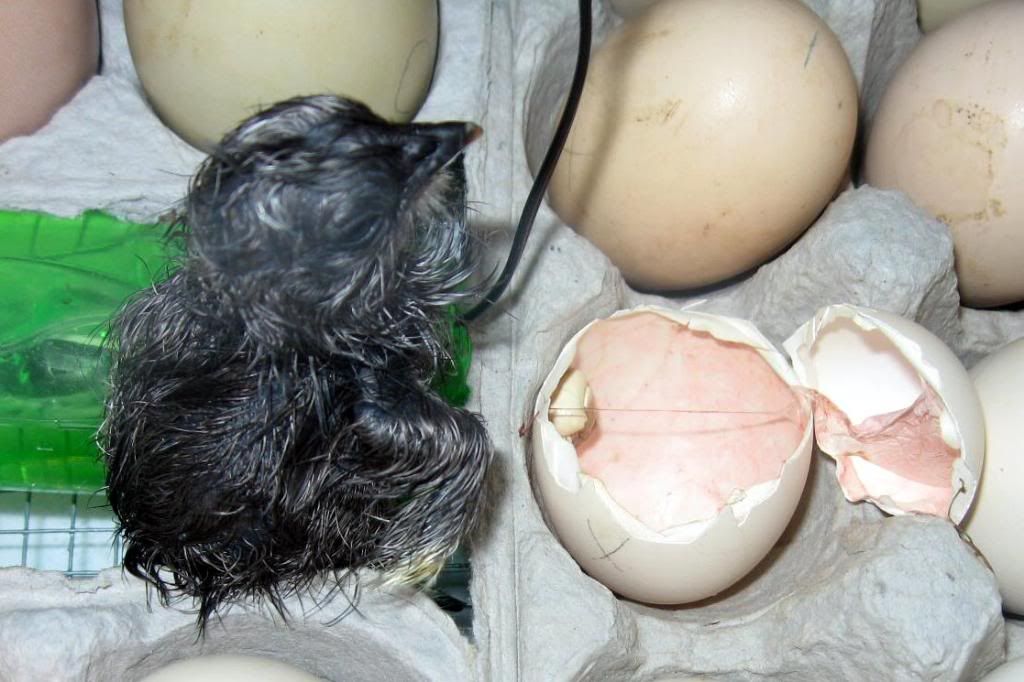 1stchick.jpg