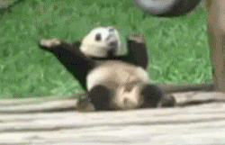 pandaa.gif