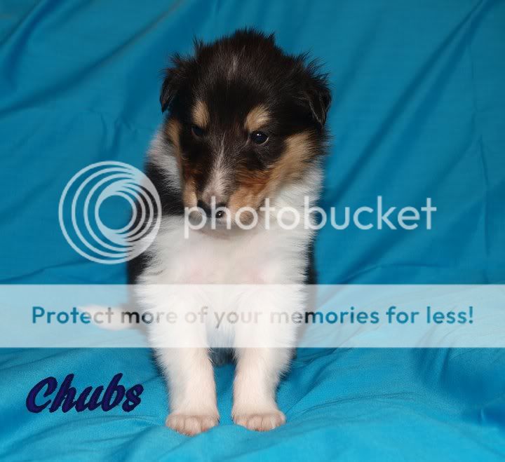 Chubs.jpg