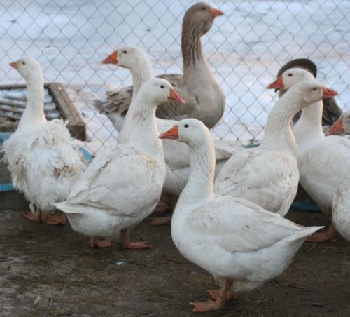 goose2-2.jpg