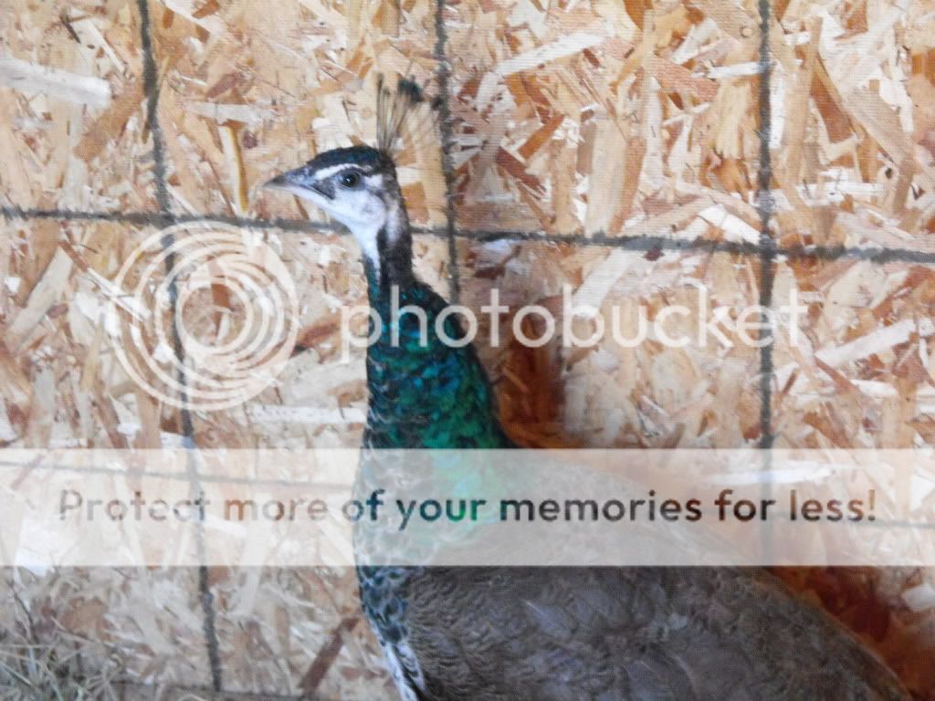 peacocks033.jpg