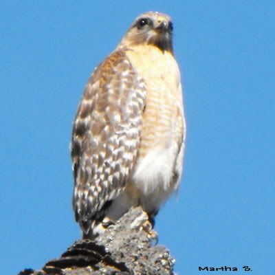 bird.jpg