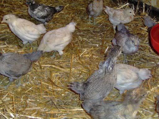 chicks4weeksold008.jpg