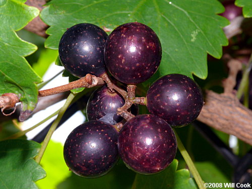 viro90411.jpg