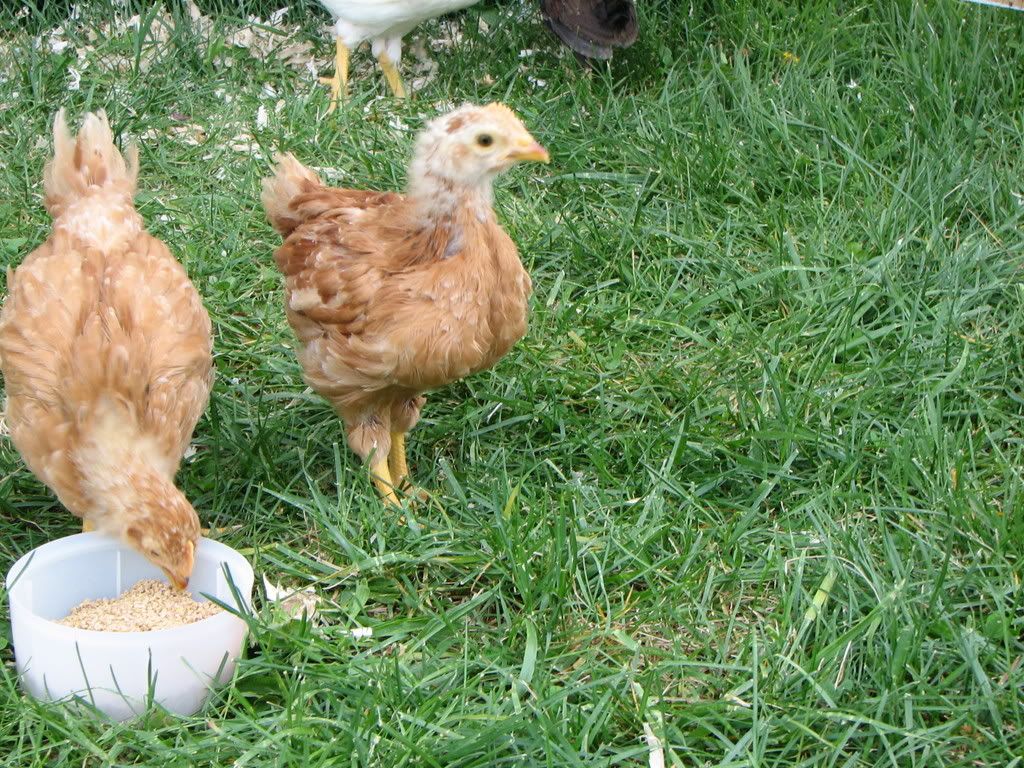 ChickenCoup014.jpg