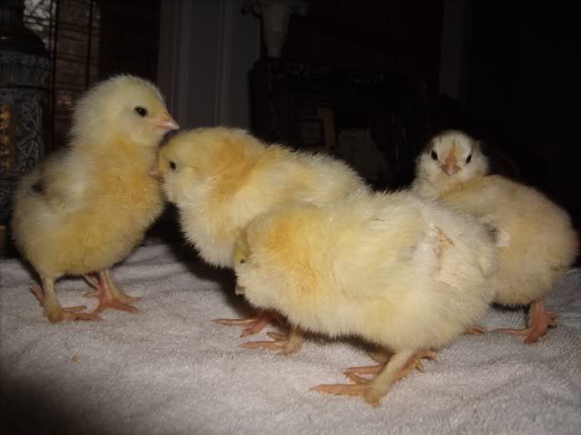 Chicks020-1.jpg