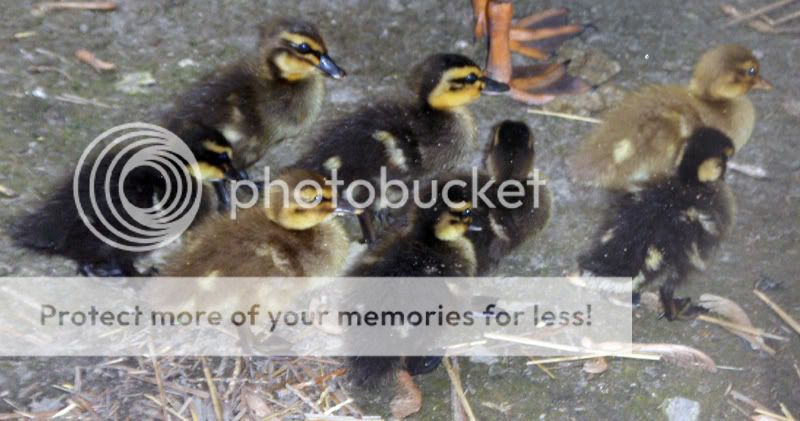 ducklings5.jpg