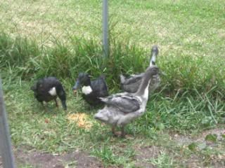 ducksandshuttlesbirthdaypics093.jpg