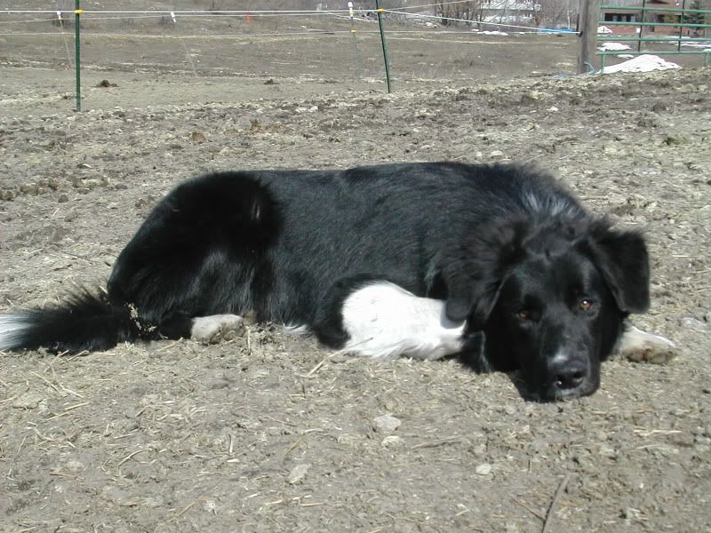 CashusSpring06.jpg