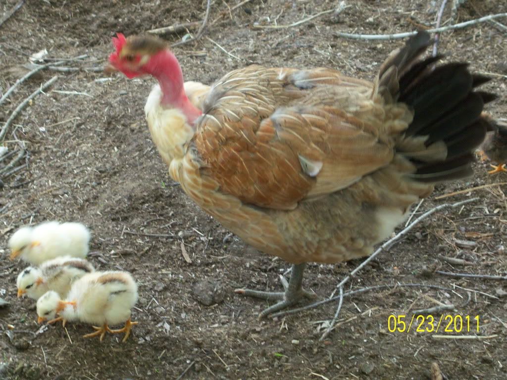 gallinas2011s002.jpg