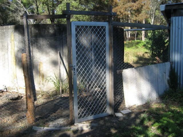 chooks3.jpg
