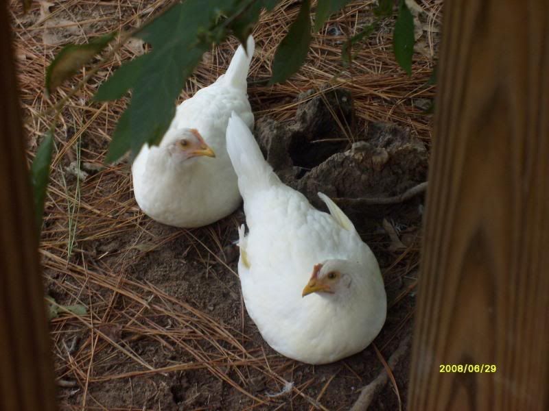 June29thDuckies017.jpg