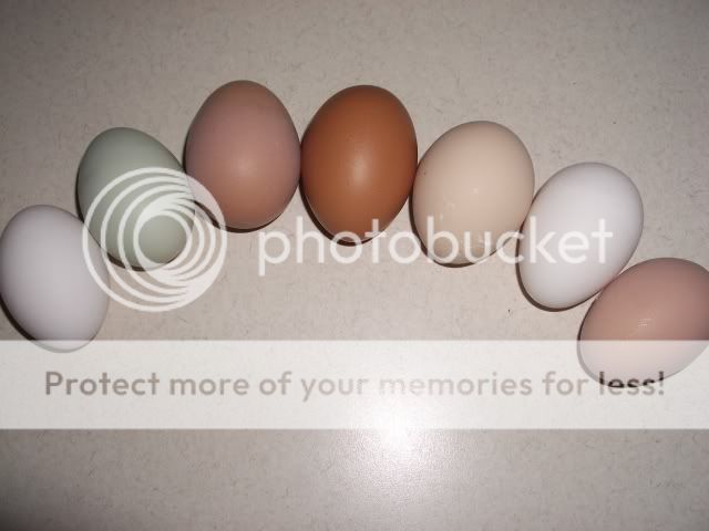 7hens7eggs.jpg