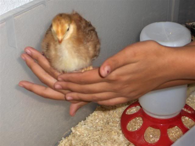 HPIM2366Small.jpg