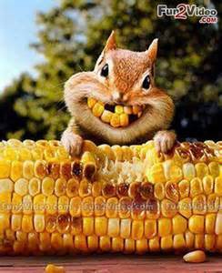 30x30px-ZC-766faee8_squirrelcorn.jpeg