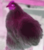sball5sm.gif