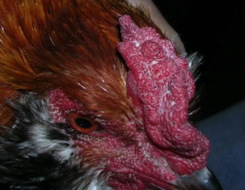 Comb1.jpg