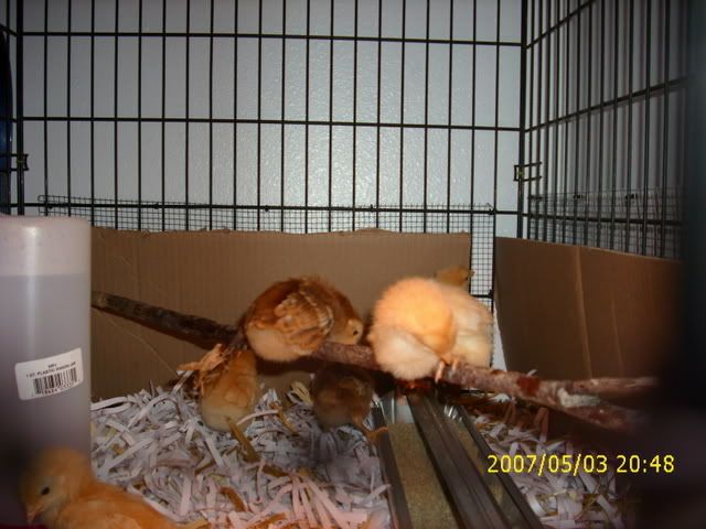 perching5108.jpg