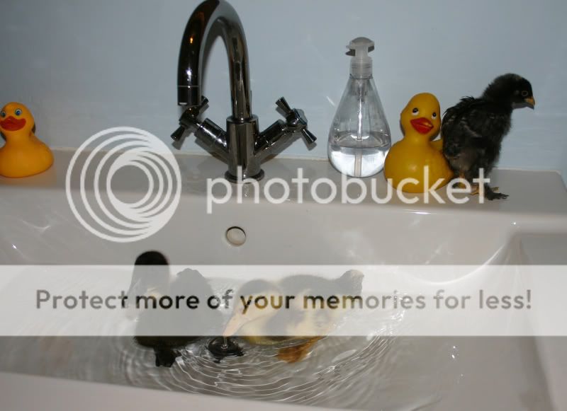 splash3.jpg