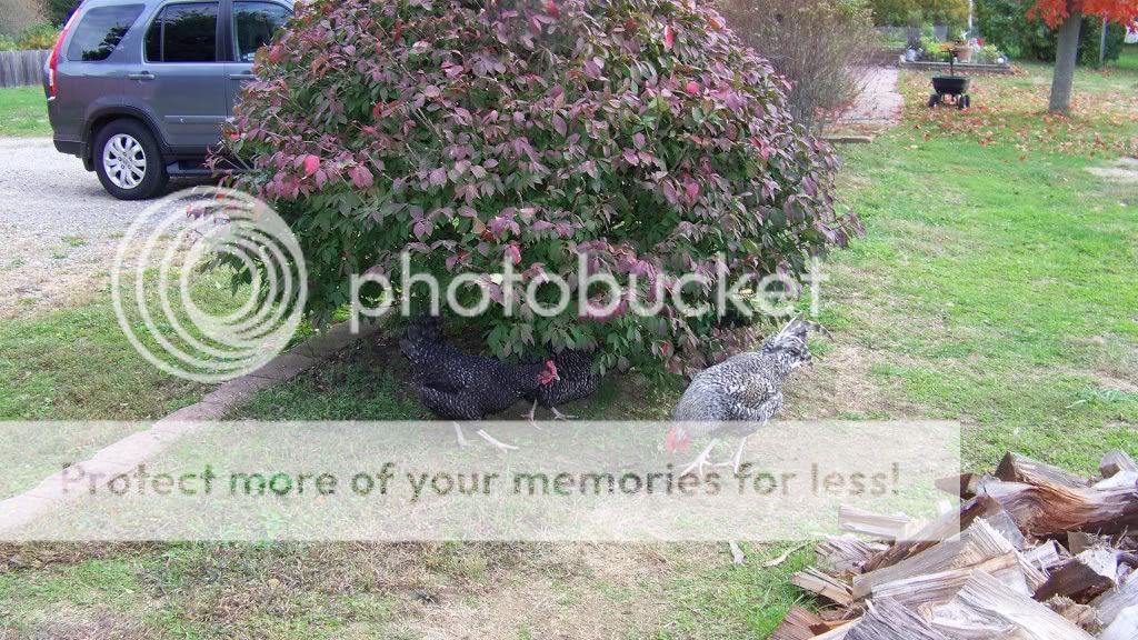 marans3.jpg
