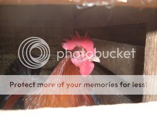 Chickiepics12-08043.jpg
