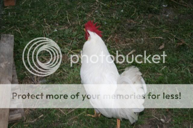 chicknsdumpbrandonmiss145.jpg