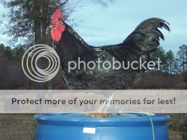 jan2011a007.jpg