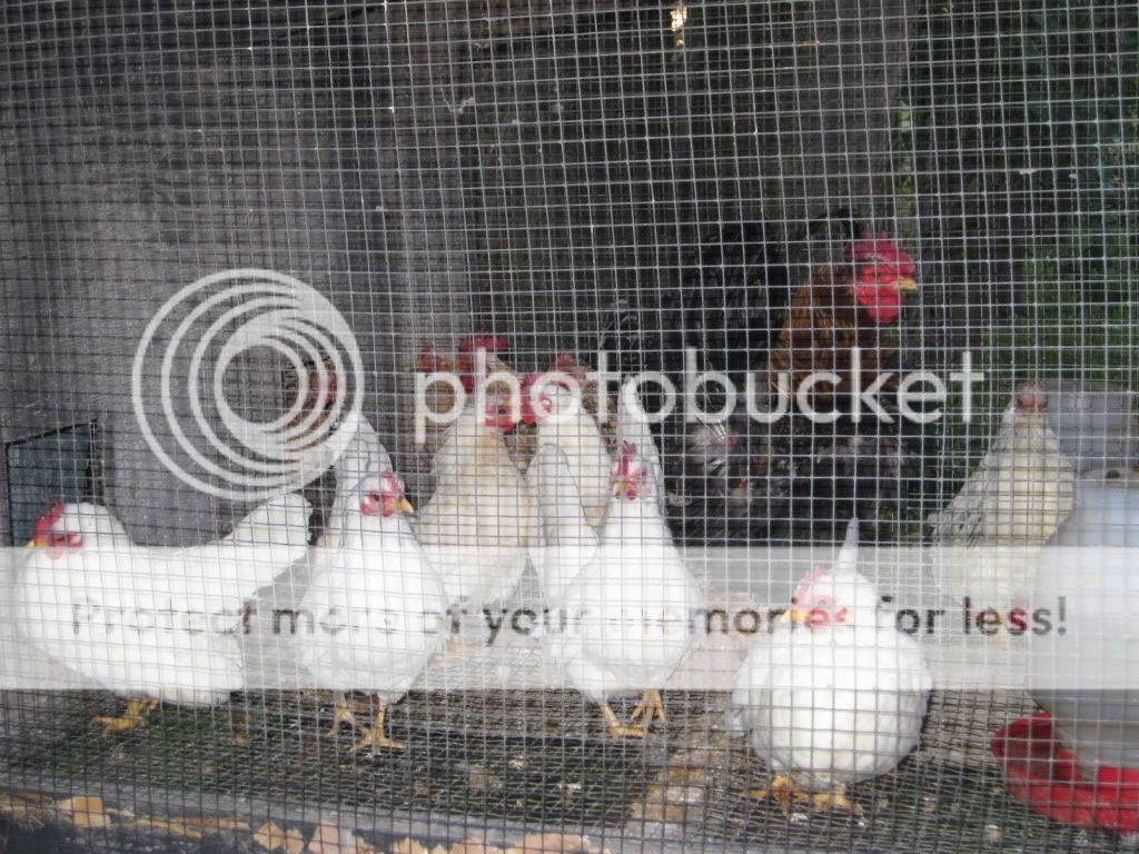 SpringSeramapics030.jpg
