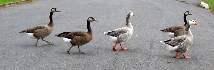 Domgoosefam509aw.jpg