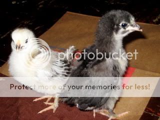 IMG_3843.jpg