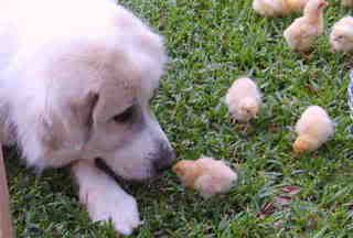Chicksoutside005c.jpg