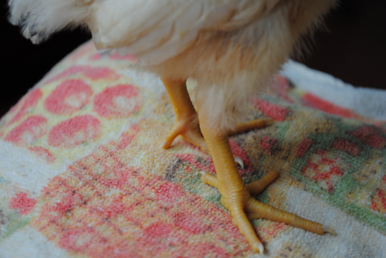 DSC_0442.JPG