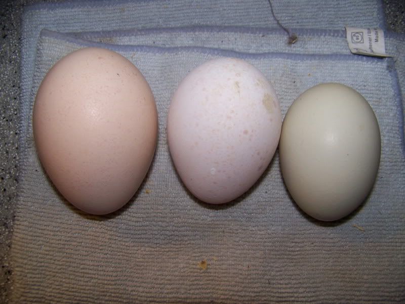 100_2550.jpg