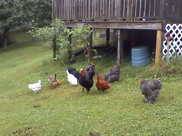 mixedflock2.jpg