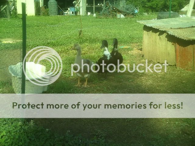 PICT0502.jpg
