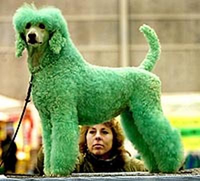 green-dog.jpg