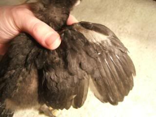 TSCChicks41609107.jpg