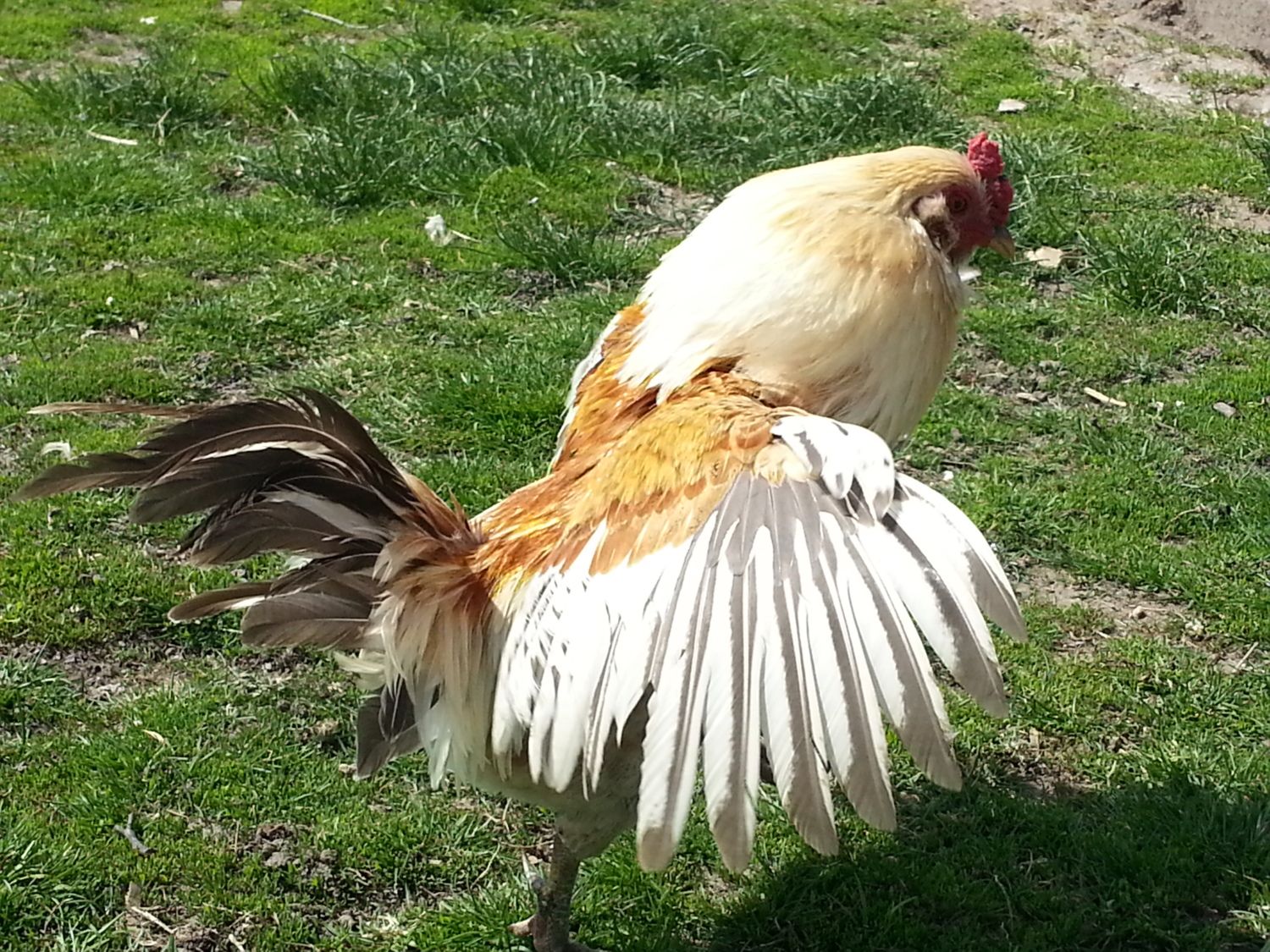 900x900px-LL-4d1128eb_20130405_145829.jpeg