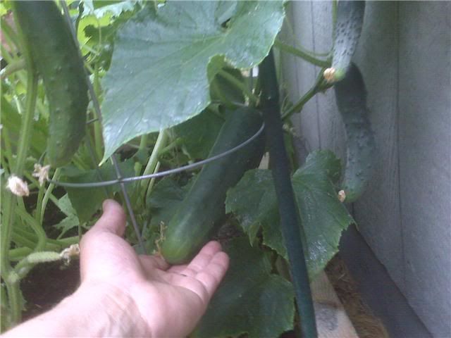 akcukes.jpg