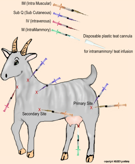 injection-site-goat.gif