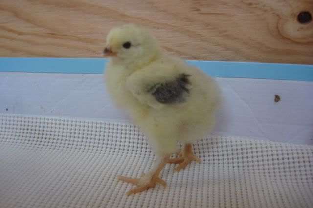 ChickLightBrahmaCockeral.jpg