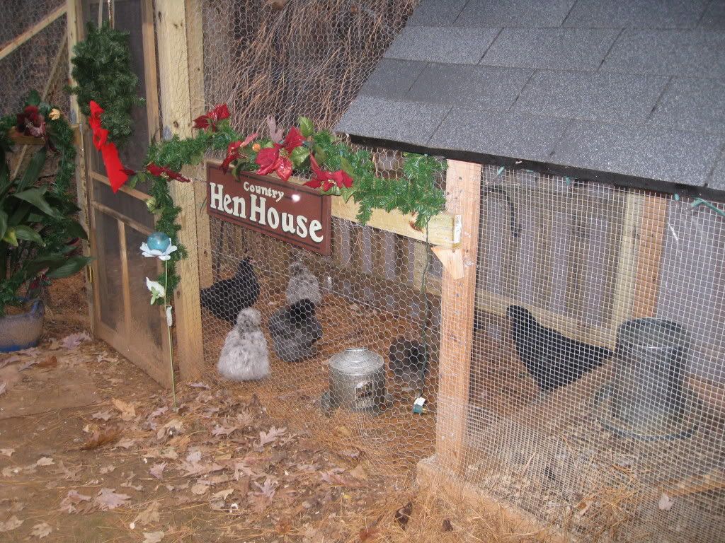 chickenrun008.jpg
