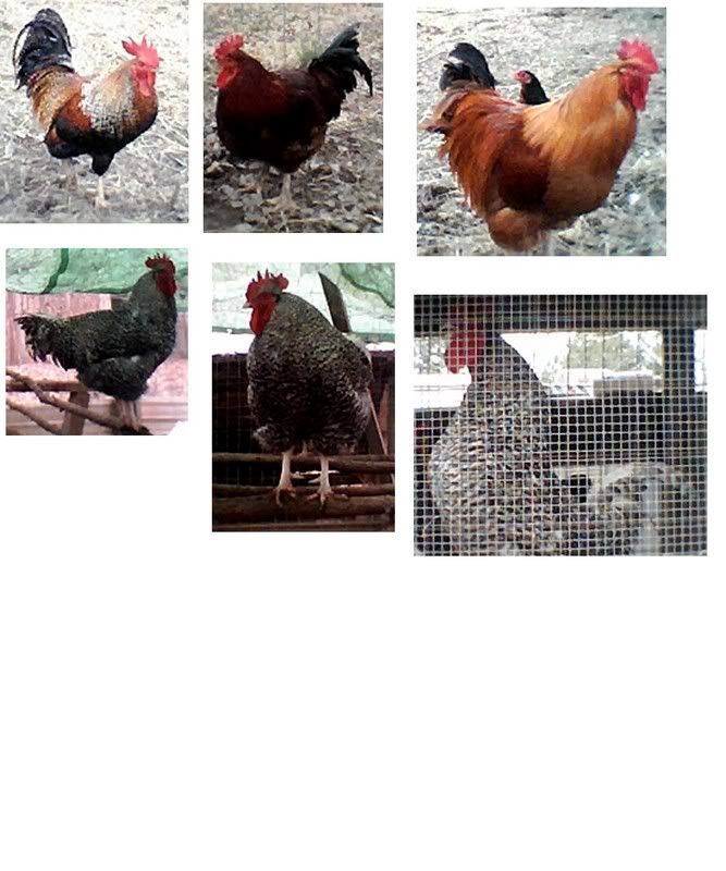 roosters.jpg