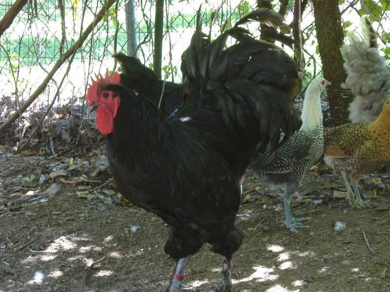PoultryShows051.jpg