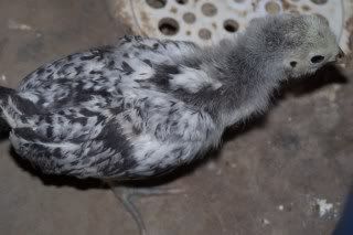 chicksnchickens021.jpg