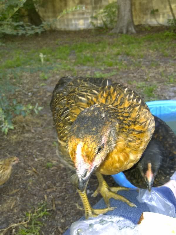 mysterychicken2.jpg