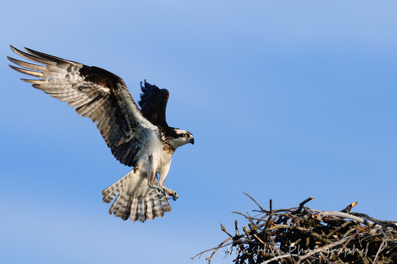 osprey.jpg
